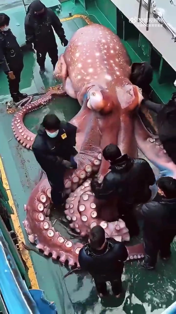 真有这么大的章鱼这是AI的吧