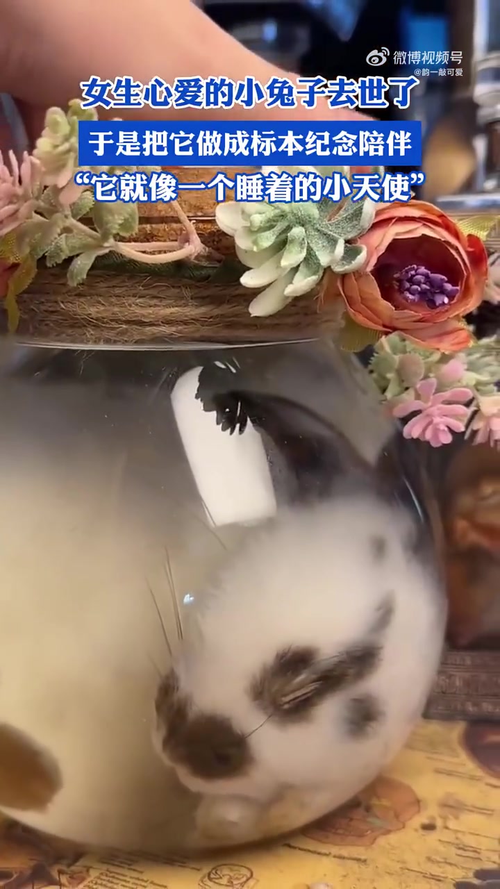 宠物死了做成标本赔自己