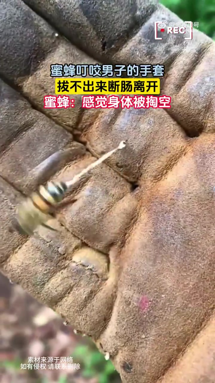 蜜蜂叮咬男子的手套，拨不出来断肠离开蜜蜂：感觉身体被掏空！