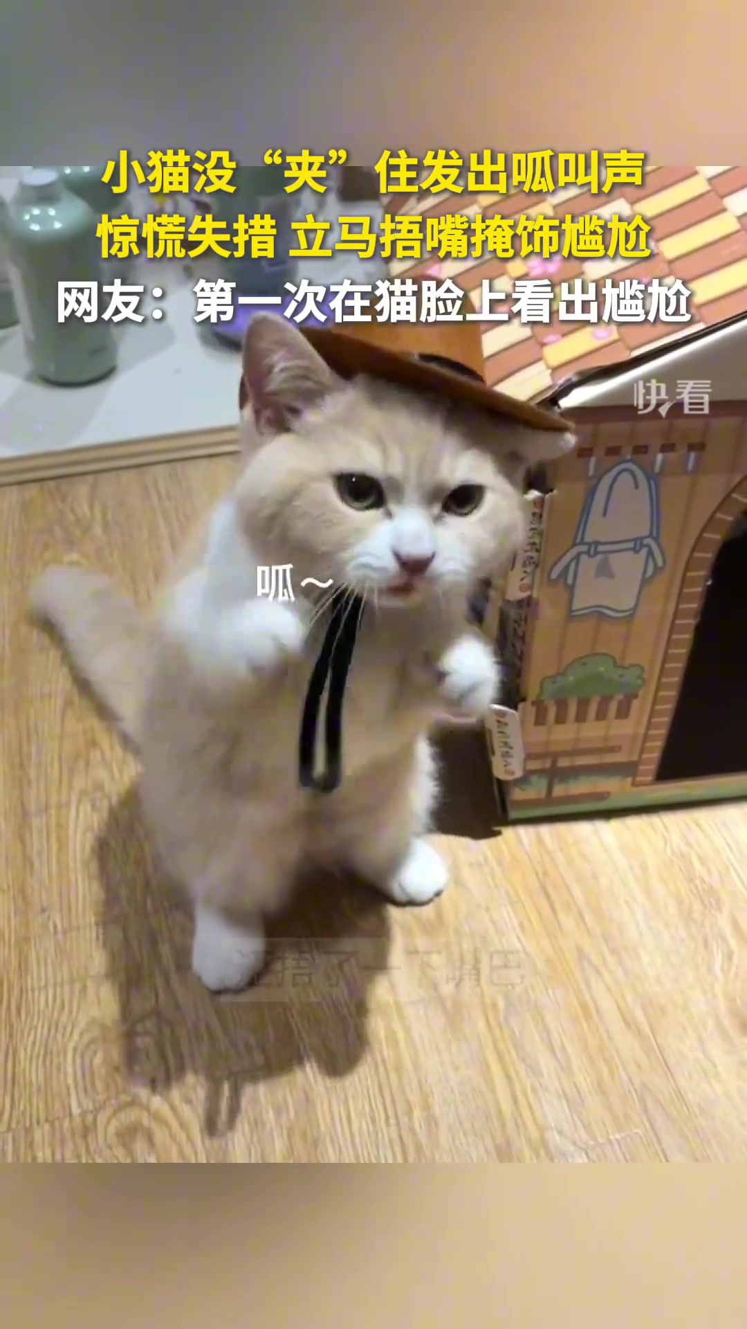 第一次在猫脸上看出尴尬