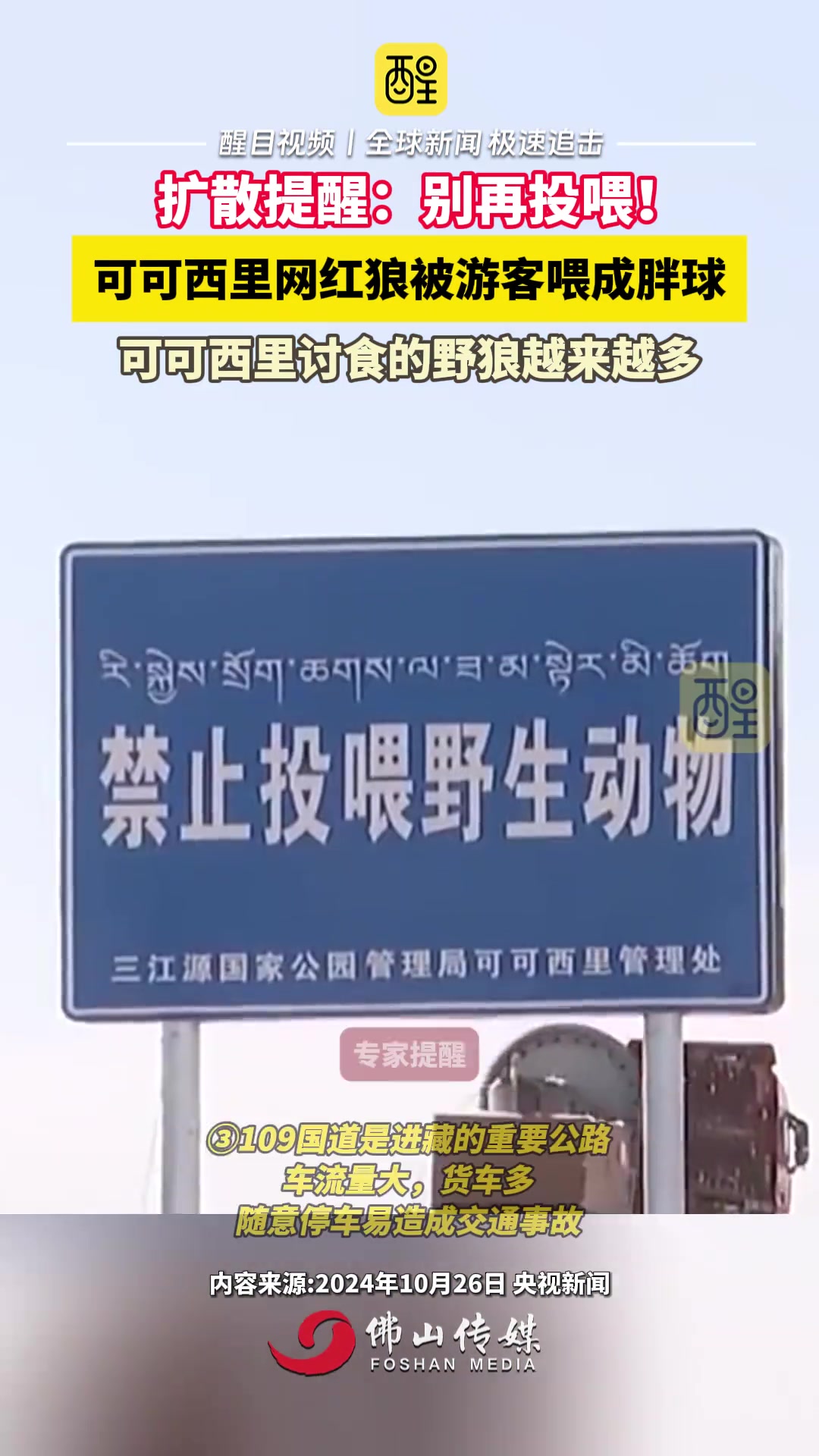 可可西里网红狼被游客喂成胖狼