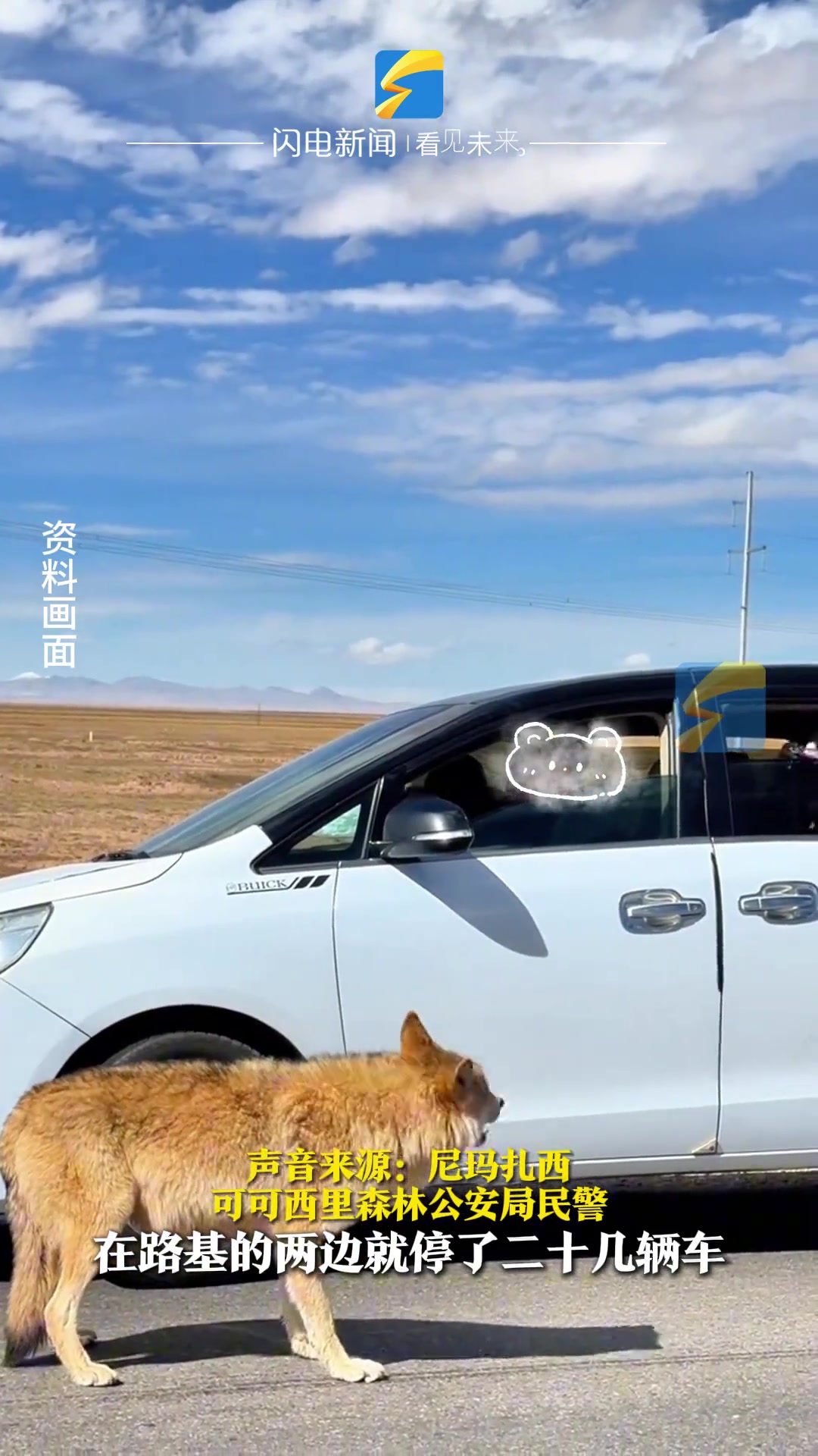 可可西里网红狼被游客喂成胖球，严禁投喂野生动物！爱就别投喂！