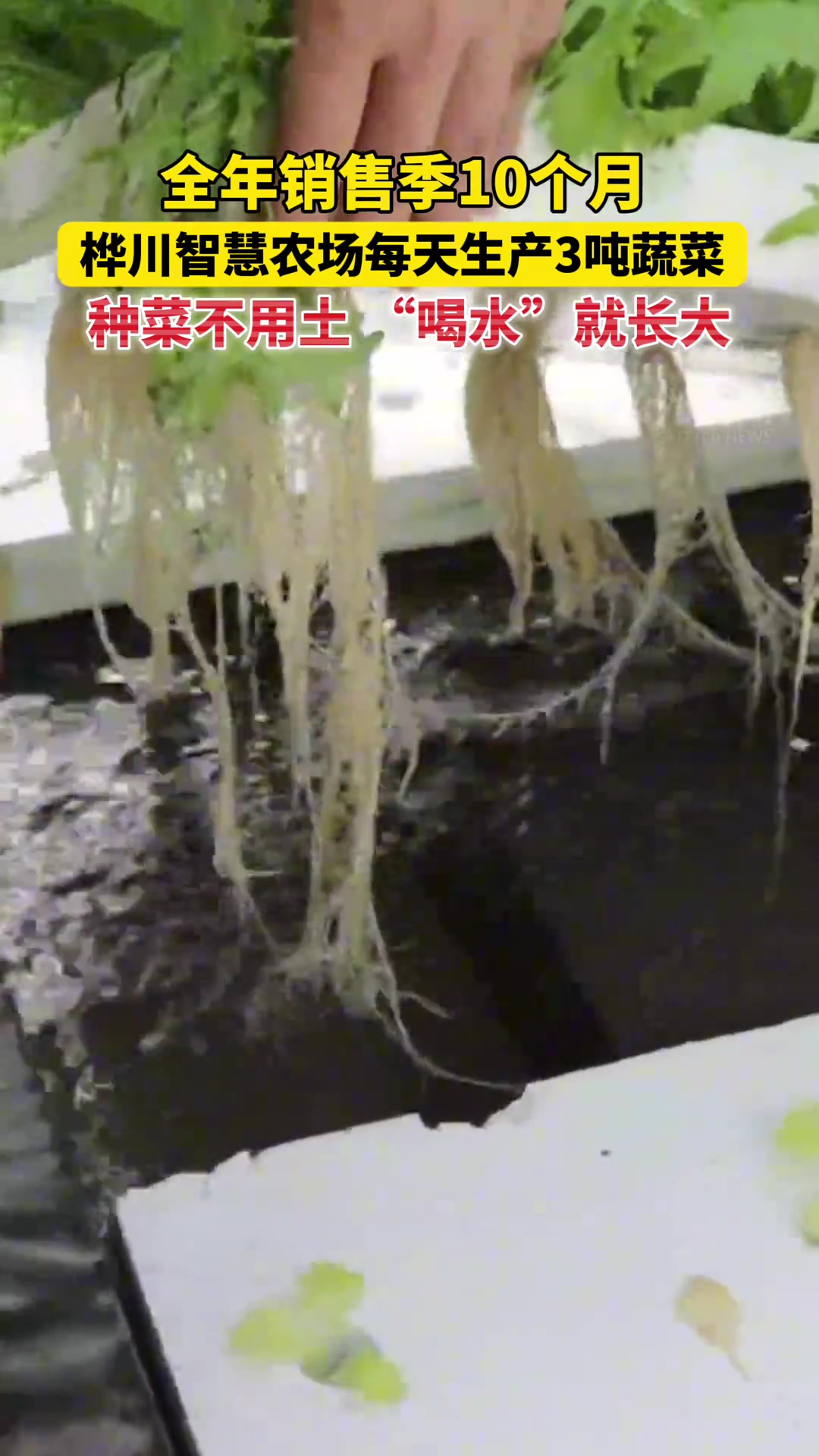 种菜不用土，“喝水”就长大！