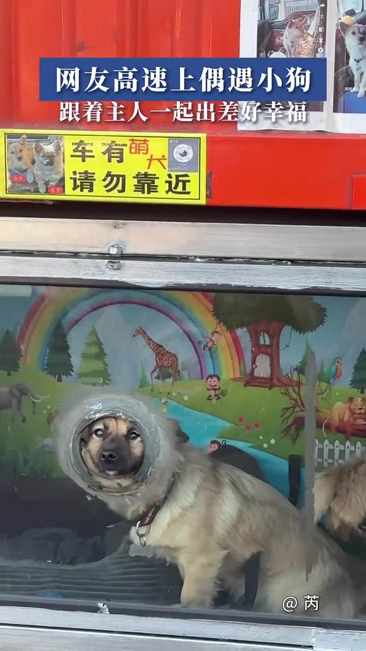 网友高速上偶遇小狗，跟着主人一起出差工作，有自己的小窝