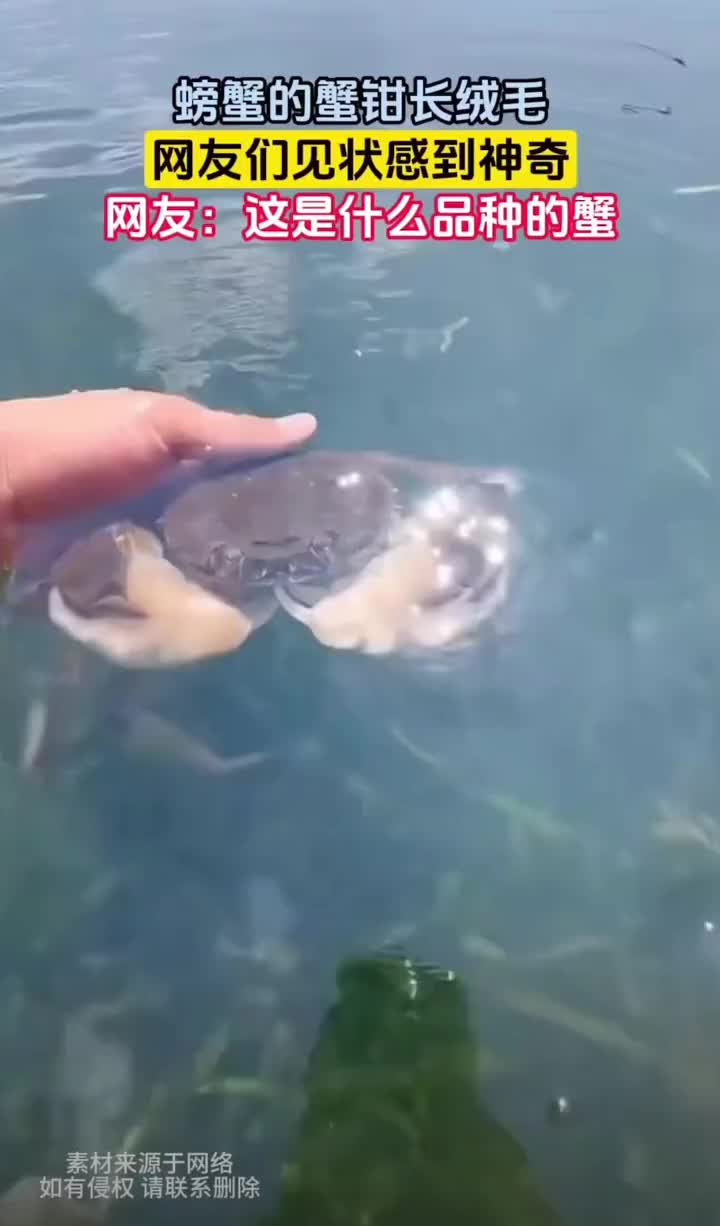 蟹钳长绒毛，这是什么品种的螃蟹