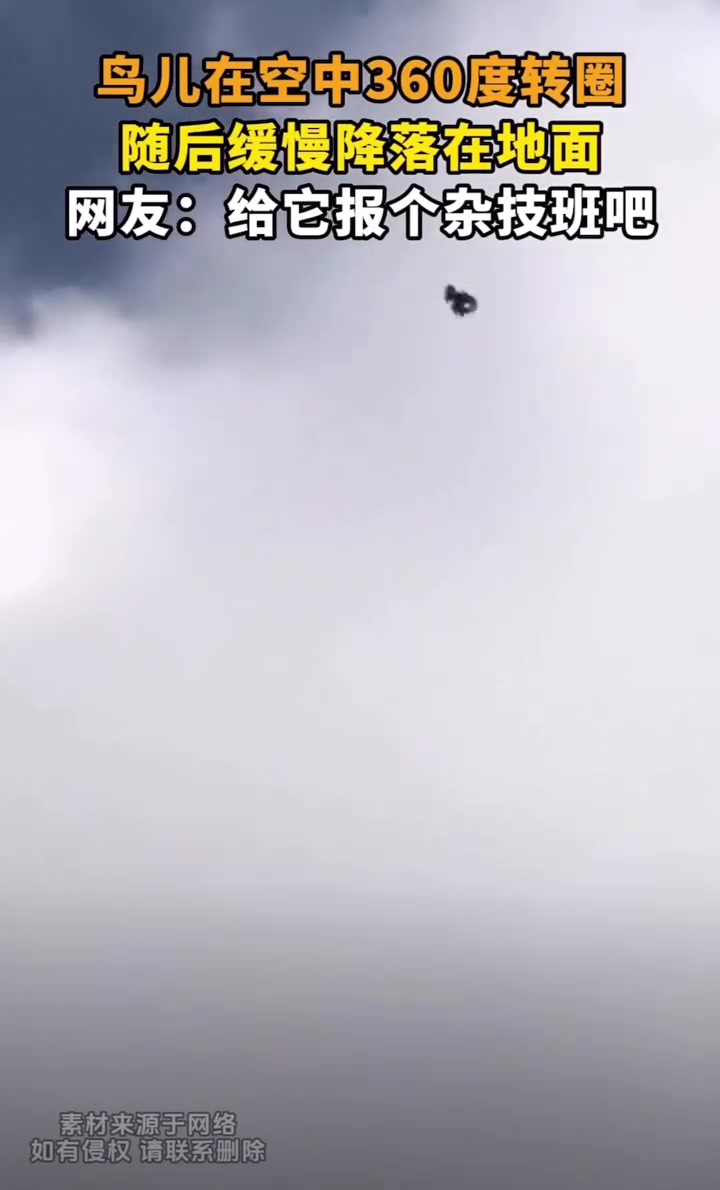 鸟儿在空中360度转圈，随后缓慢降落到地面