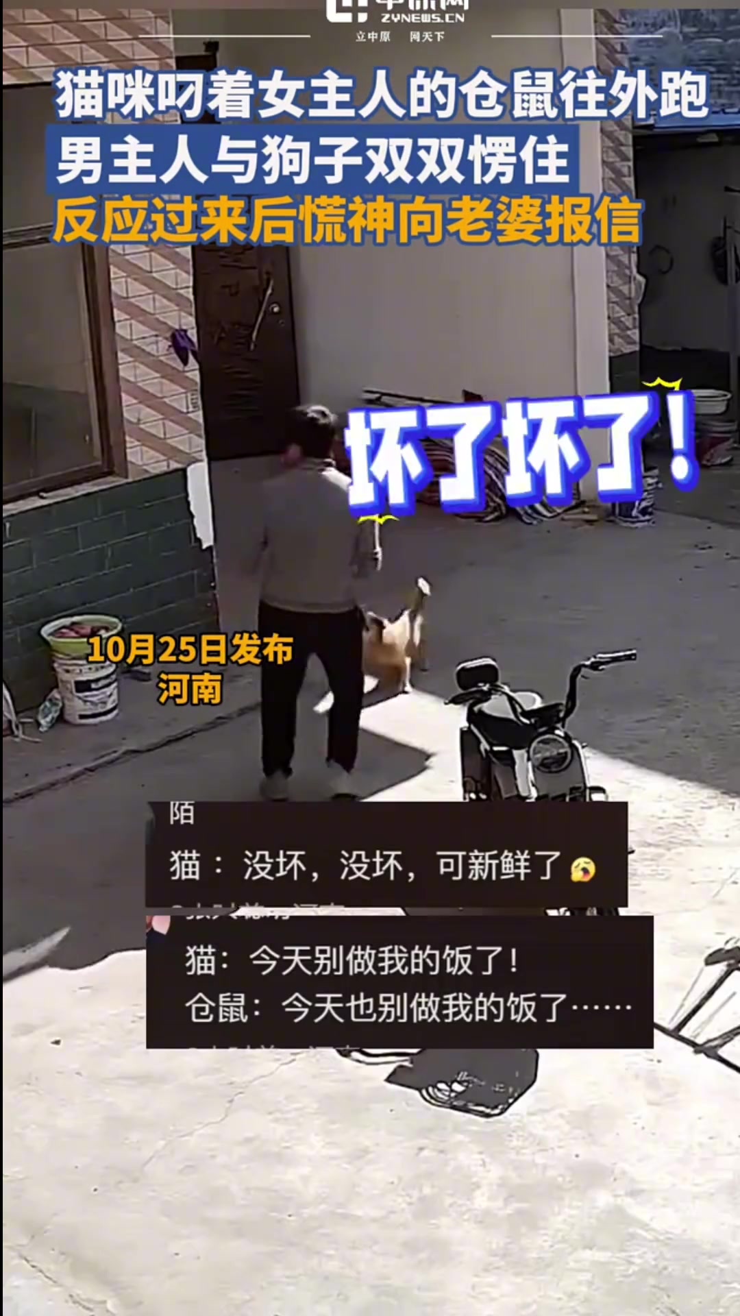 猫咪叼着女主人的仓鼠往外跑，男主人看到后愣住了