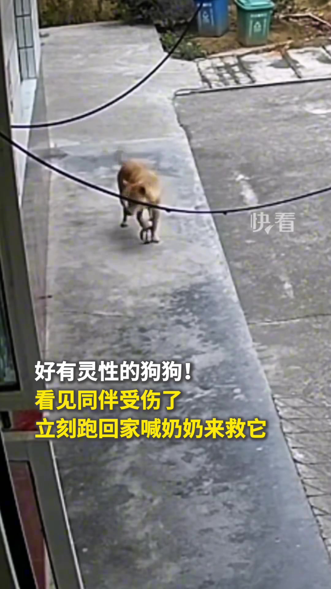万物皆有灵！狗狗见同伴受伤立刻跑家里叫人来救