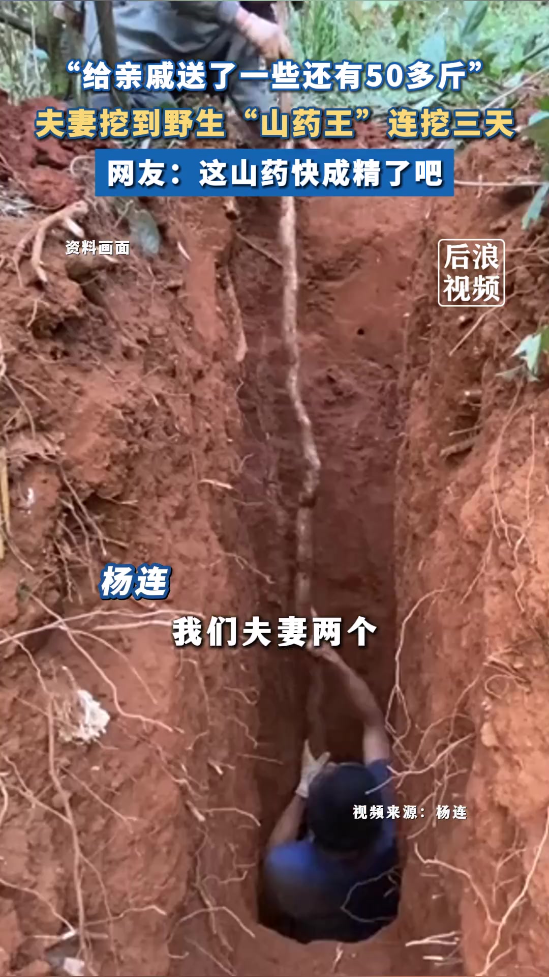你见过野生山药王长这样的吗