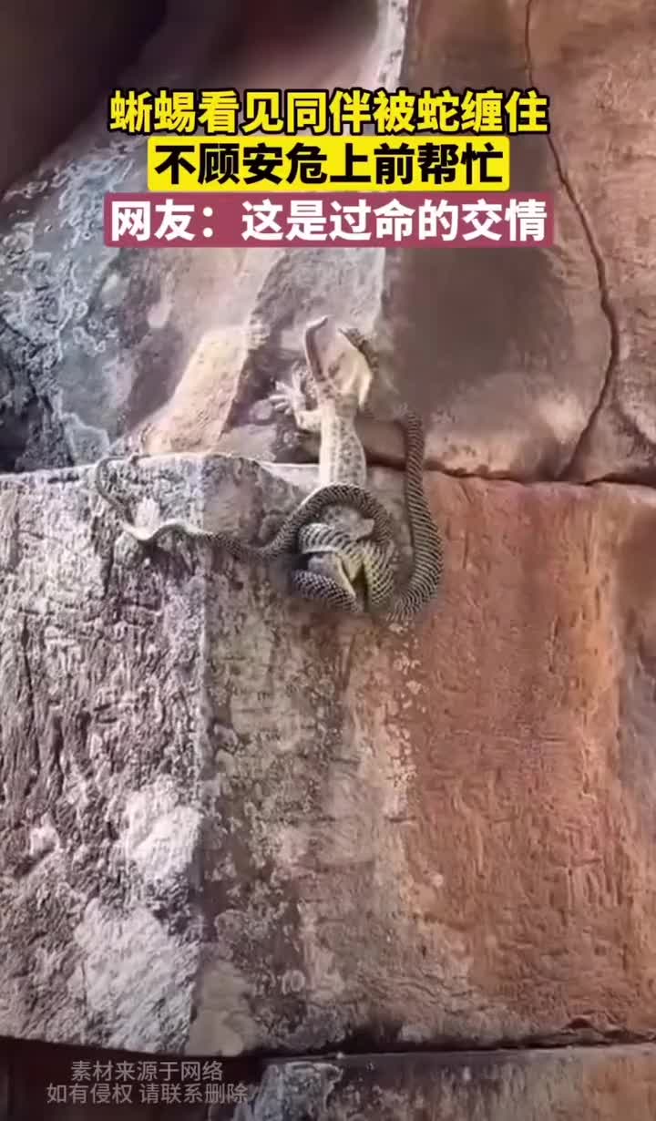 蜥蜴也有同伴嘛