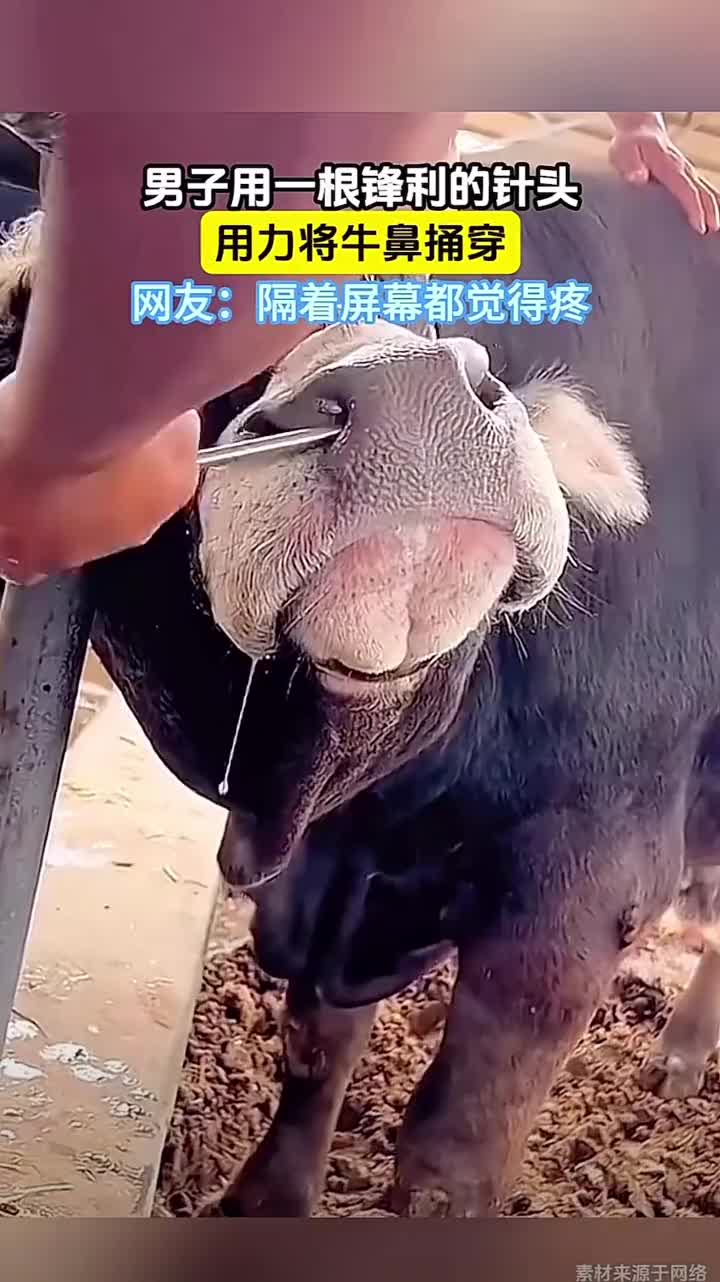 穿牛鼻是为了套鼻环嘛