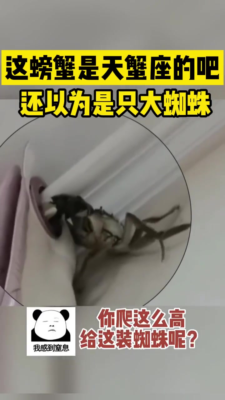 这螃蟹是天蝎座的吧还以为是只大蜘蛛