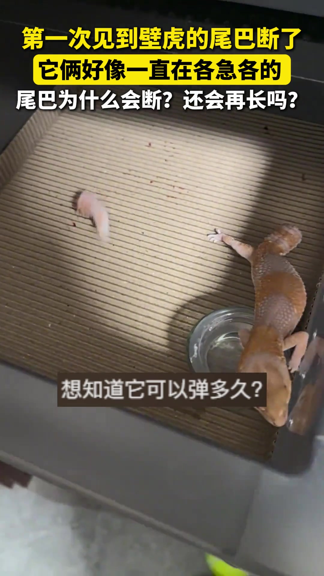第一次见到壁虎的尾巴断了，它俩好像一直在各急各的