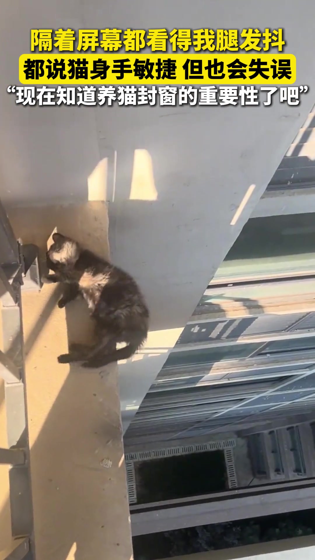 隔着屏幕都看得我腿发抖，都说猫身手敏捷，但也会失误...