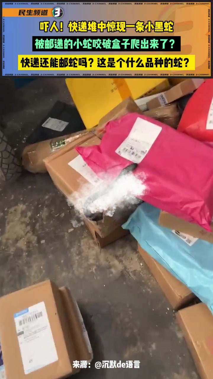 被邮递的小蛇咬破盒子爬出来了快递还能邮蛇吗