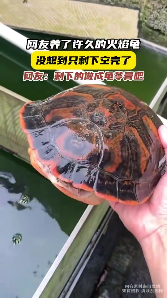 养了许久的火焰龟，没想到只剩下空壳了！！！