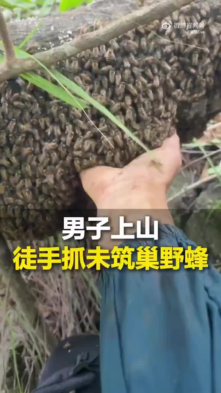 别人采蜂蜜，哥们采蜜蜂啊！