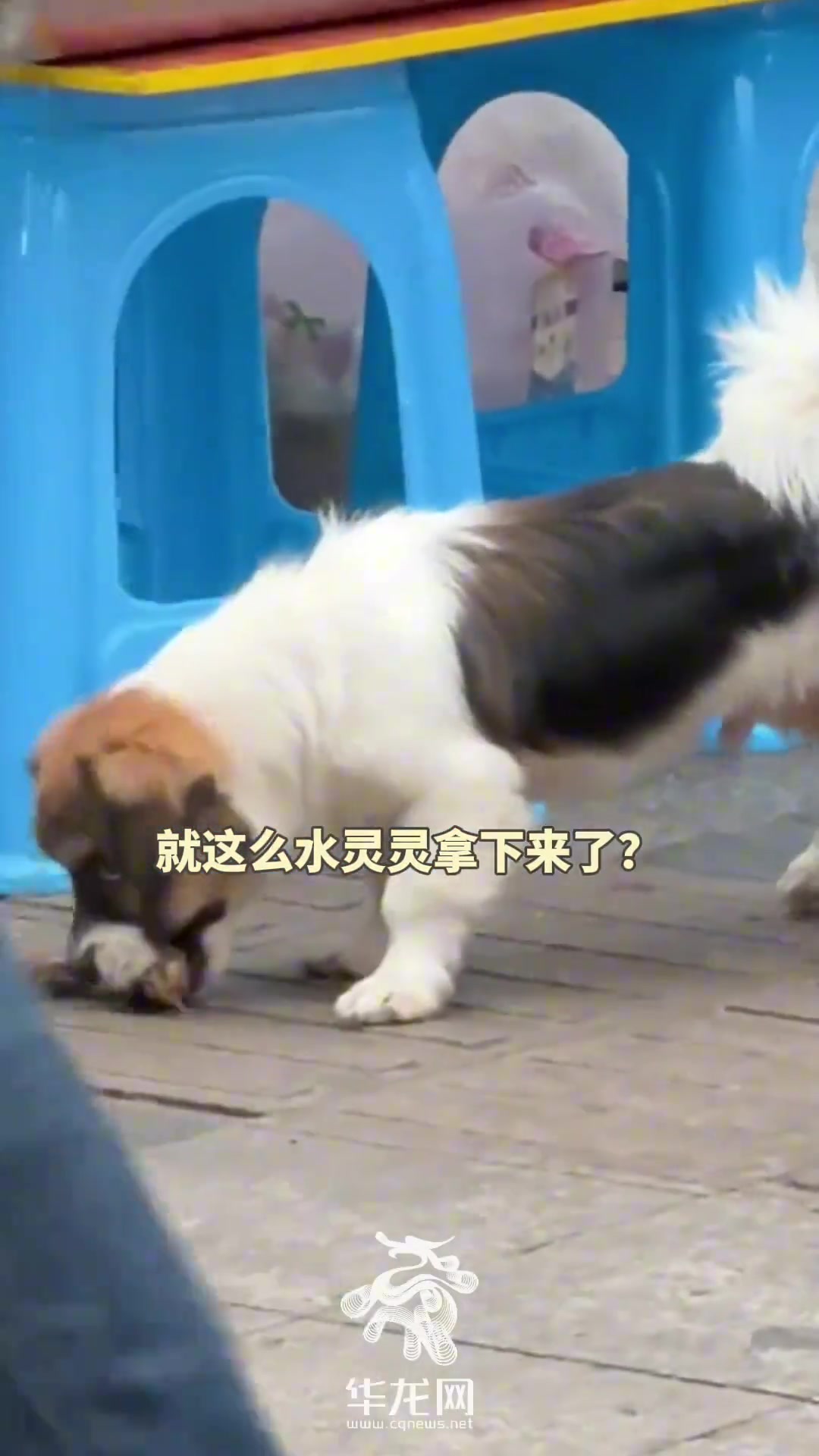 街头一狗狗卤味摊前偷摸薅肉吃