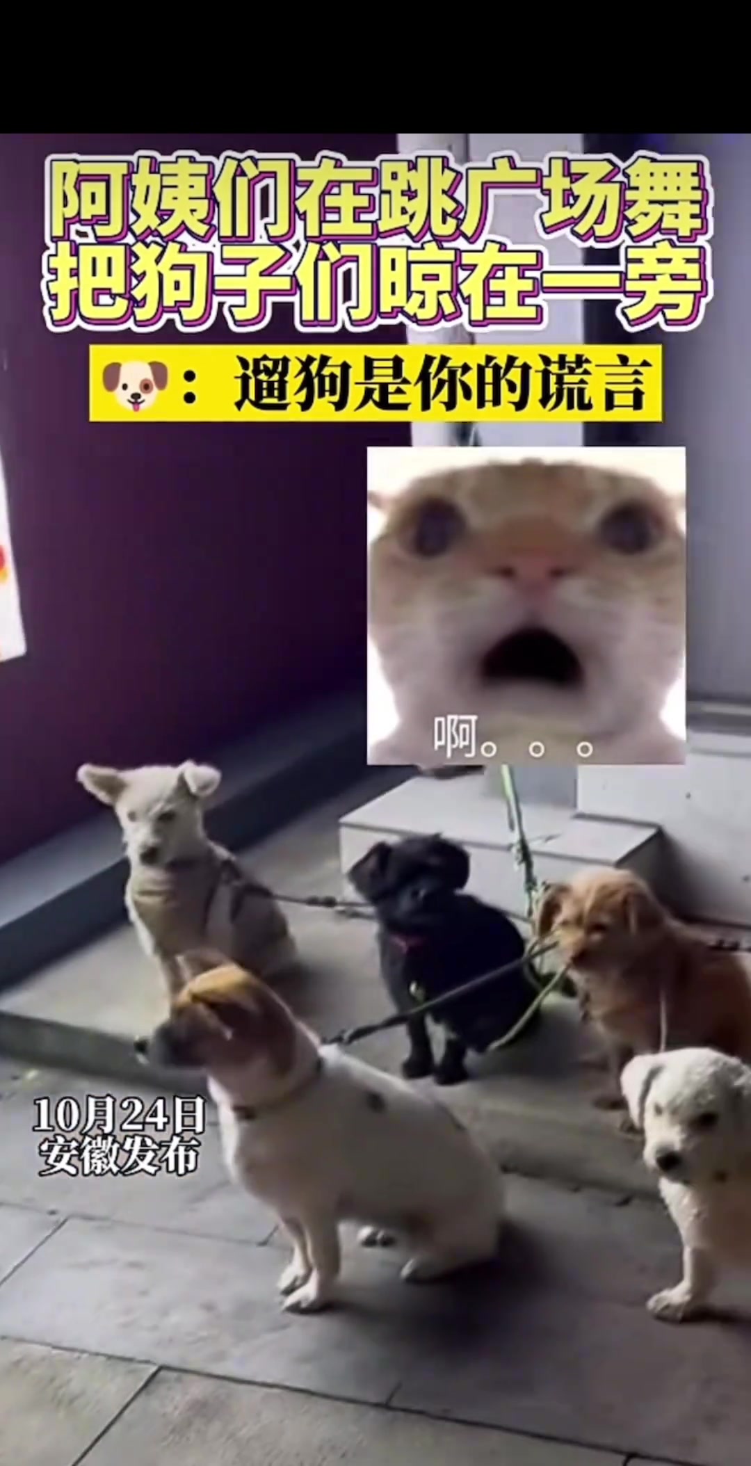 阿姨在跳场舞把狗子晾在一旁