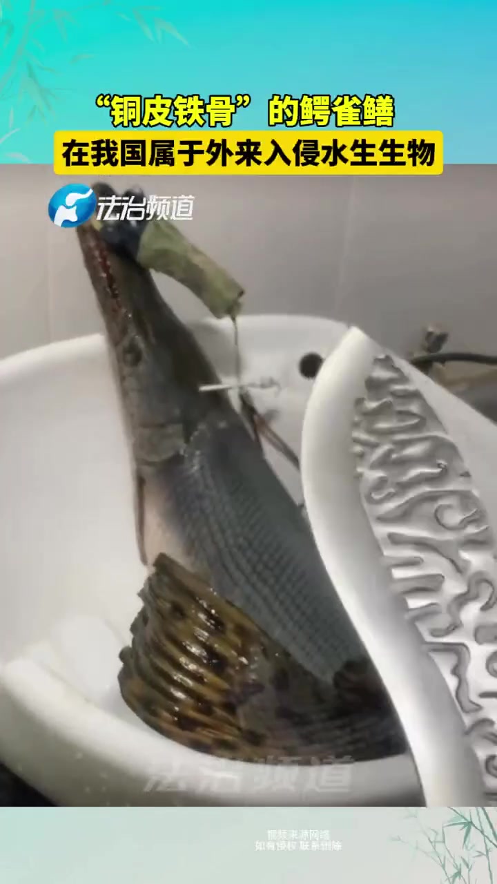 “铜皮铁骨”的鳄雀鳝，用刀都砍不破！