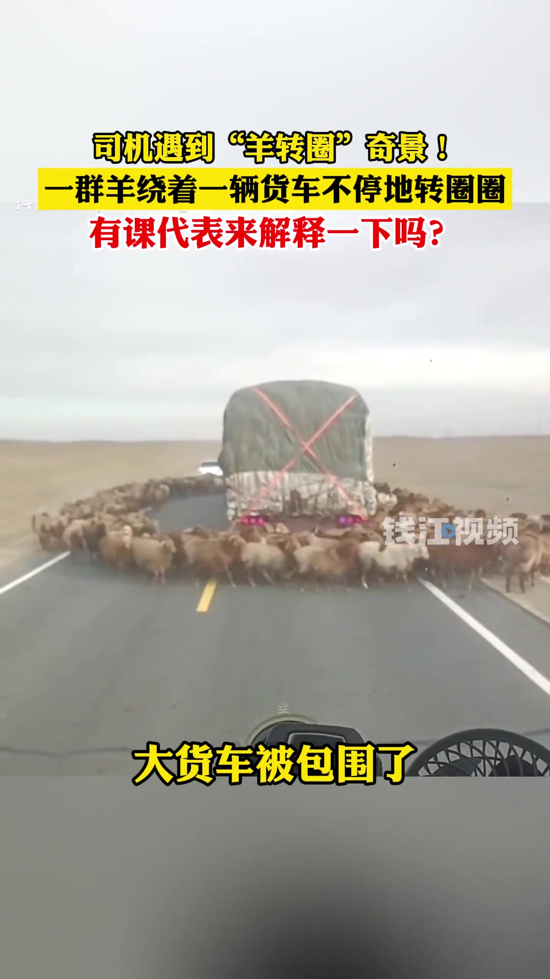 司机遇到羊转圈奇景