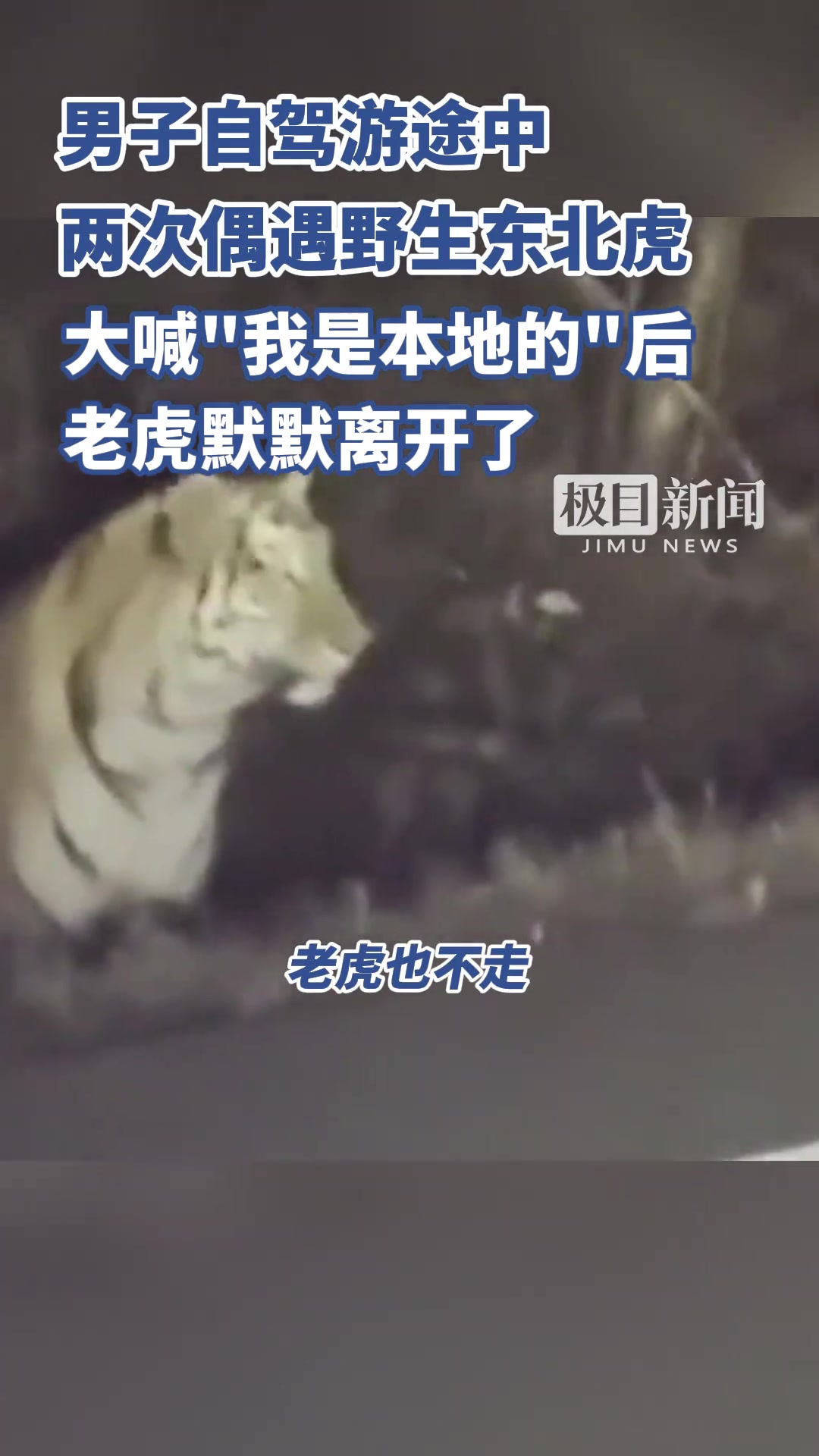 男子自驾游途中两次遇野生东北虎，大喊“我是本地的”后老虎走了