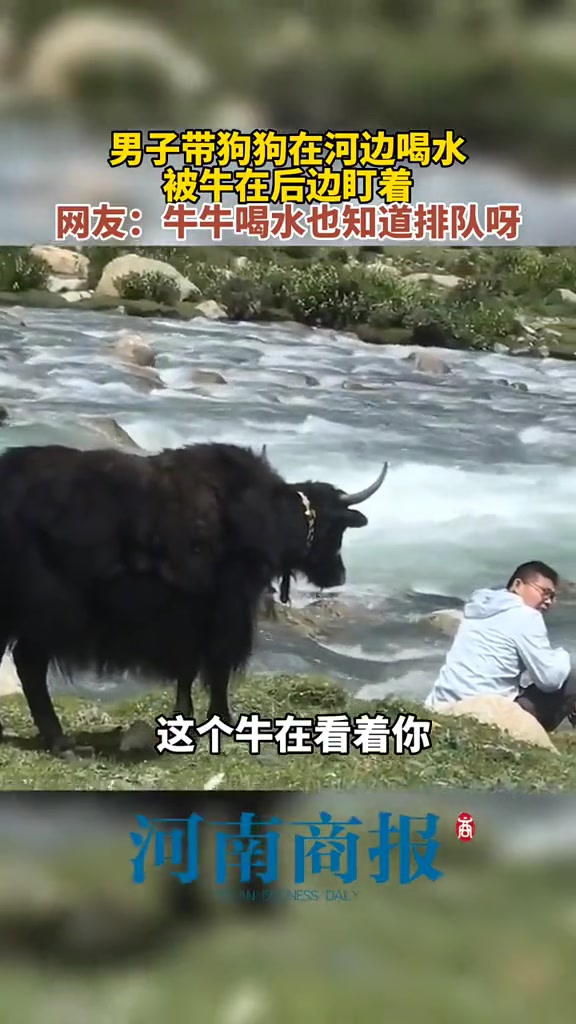 男子带狗狗在河边喝水，被牛在后面盯着