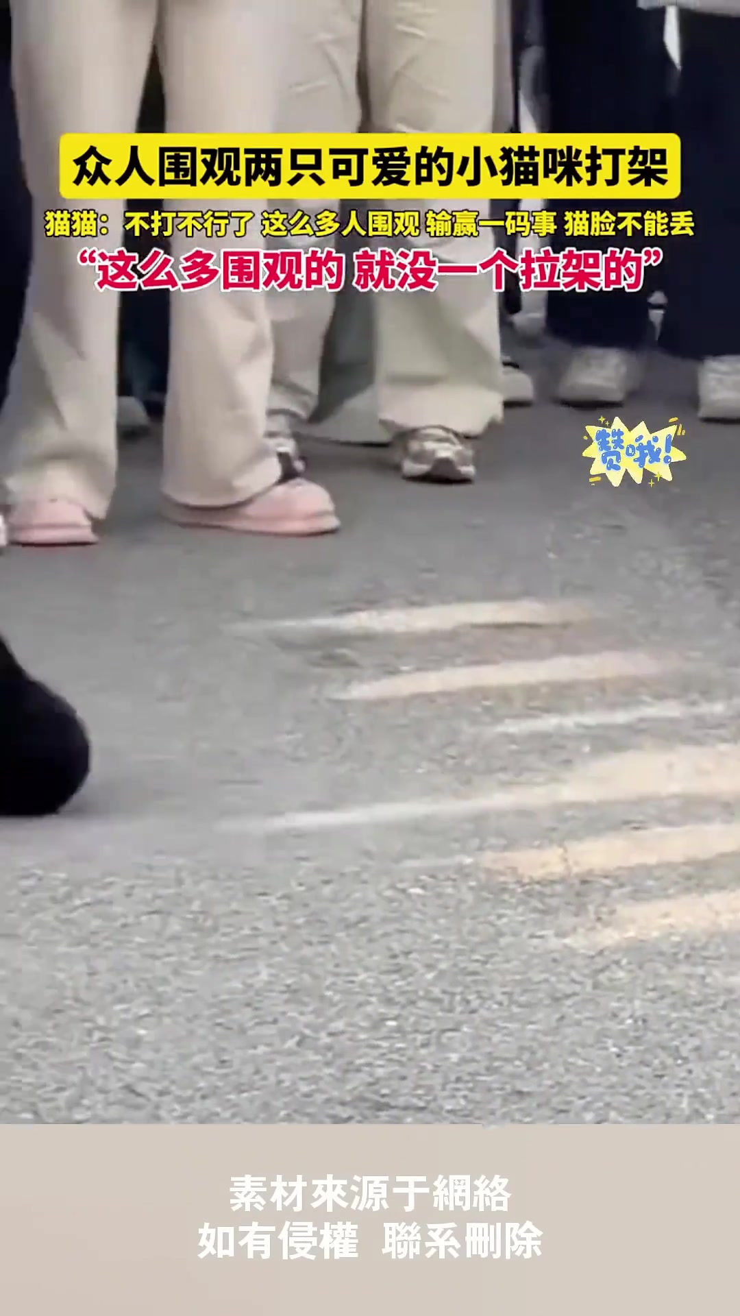 众人围观两只可爱小猫咪打架