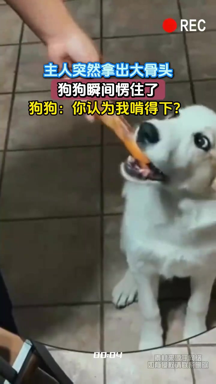 主人拿出大骨头，狗狗直接愣住了