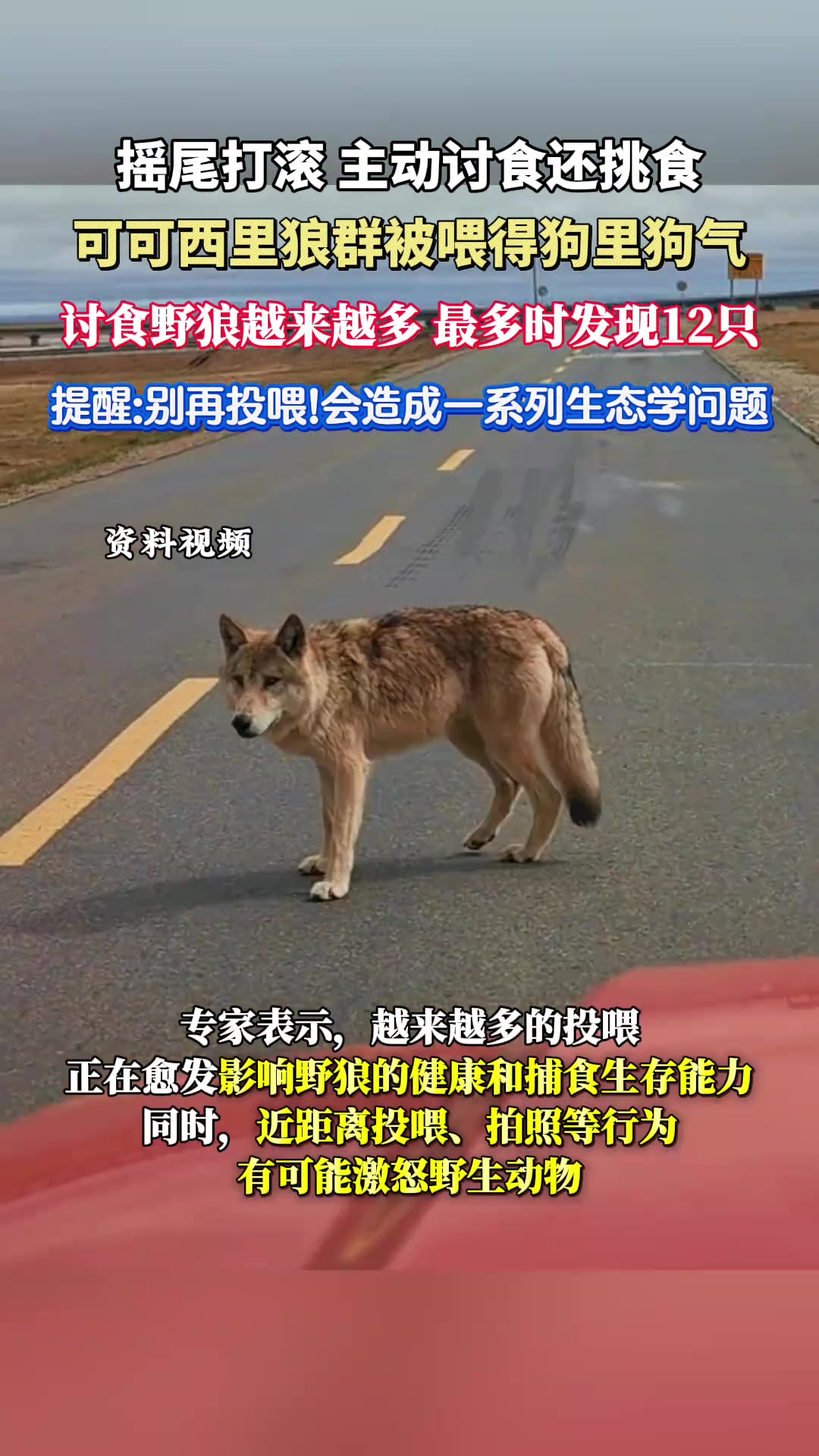 可可西里狼群被喂的狗里狗气的