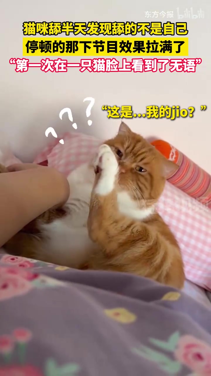 猫咪舔半天发现舔的不是自己，这表情太好笑了！！