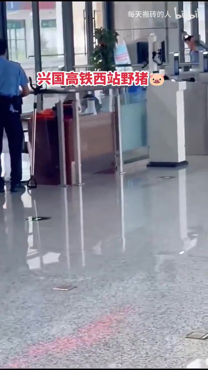 那个总部，有可能你不相信，我们这有只野猪在这里乱串！！