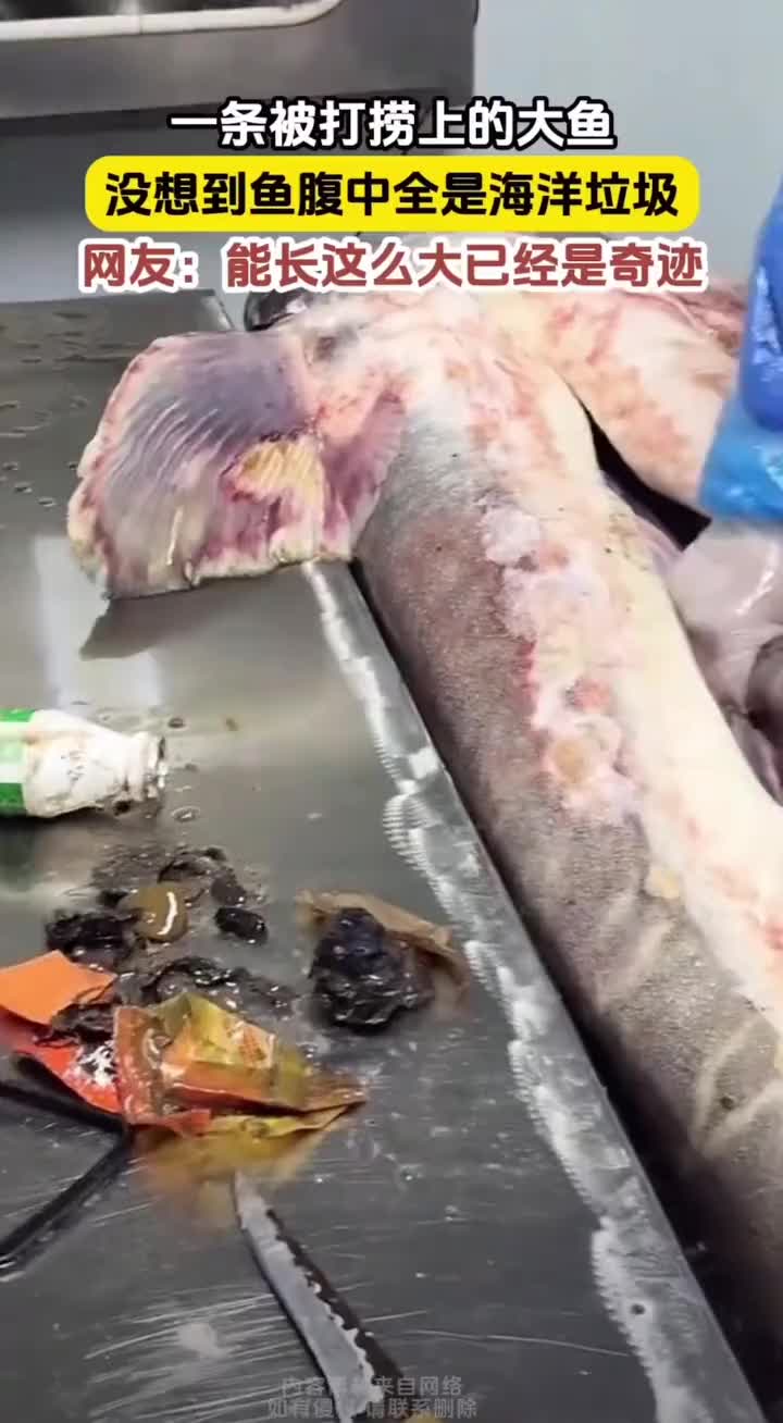 这条鱼能活到这么大真是奇迹