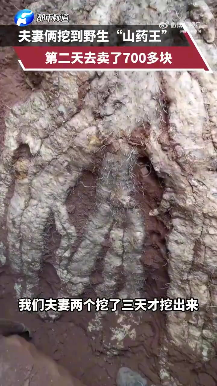 真给你挖到成精的山药了！！！