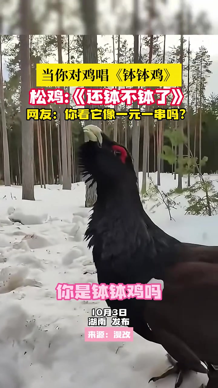 当你对鸡唱《钵钵鸡》，松鸡《还钵不钵了》！！！