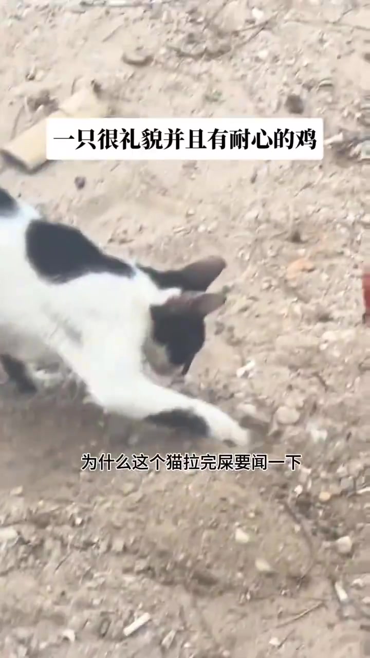 一只礼貌并且有耐心的鸡