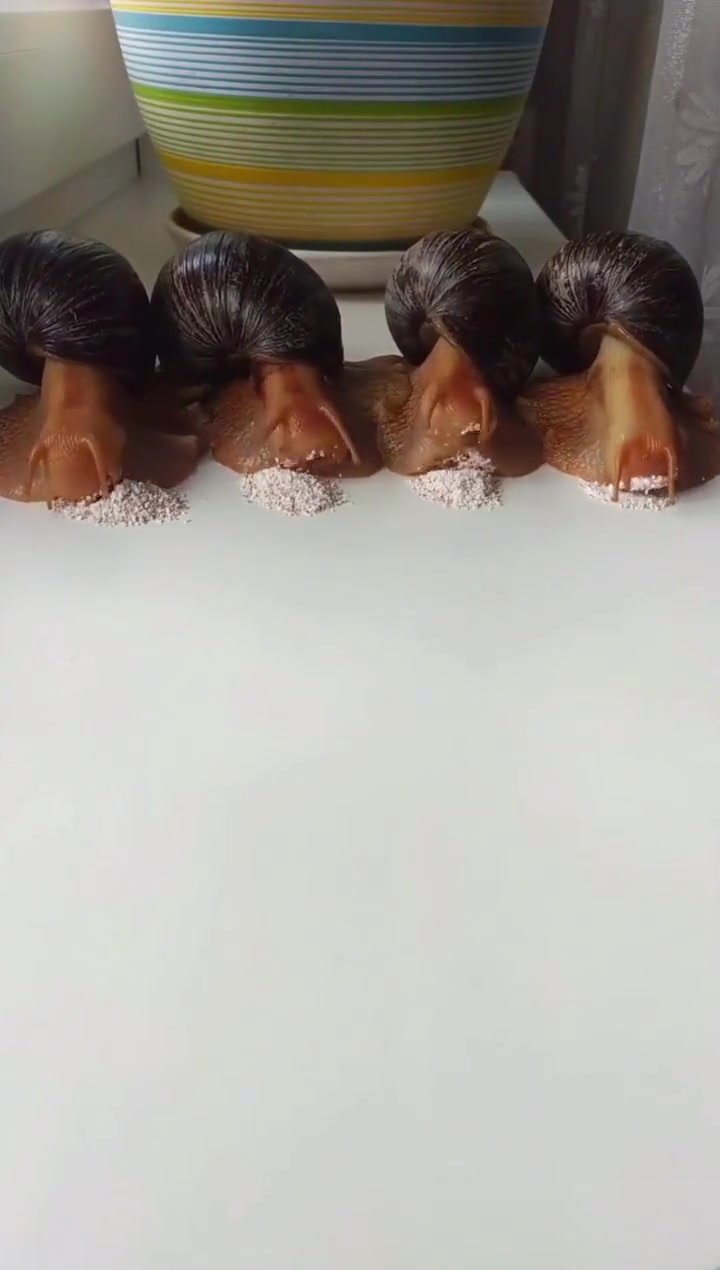 这四个可以炒一盘菜了！
