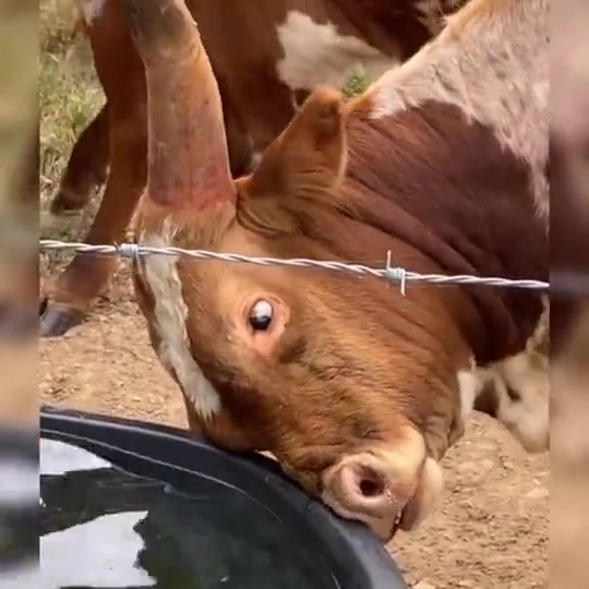 斗鸡眼见的多了、斗牛眼还是头一次见！