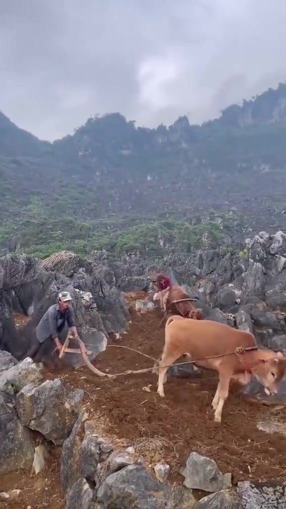 拿锄头都比牛犁地快吧