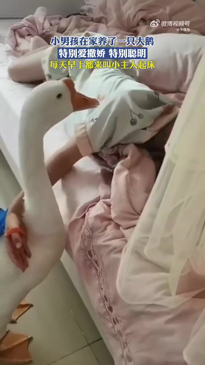 小男孩在家养了一只大鹅，每天早上都来叫小主人起床