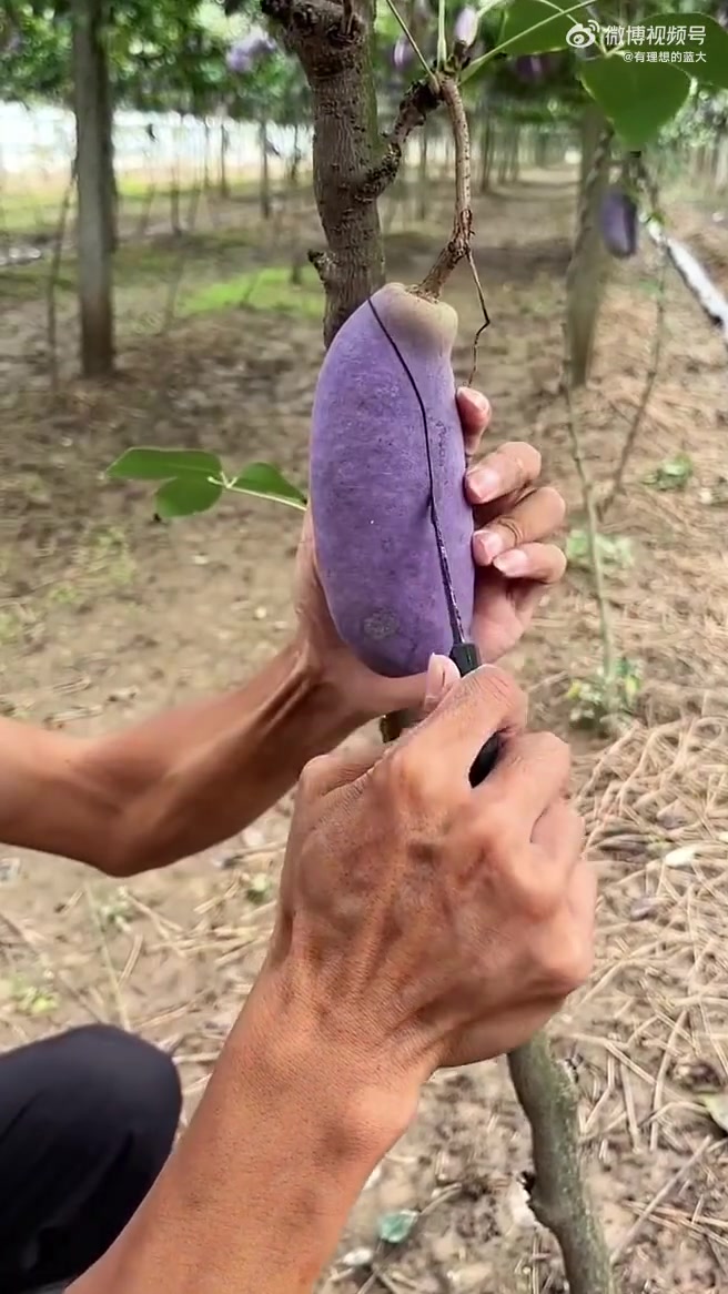 这什么水果，第一次见