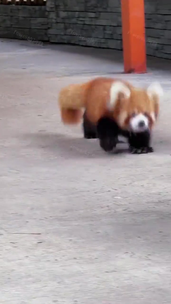 小熊猫跑起来的时候耳朵是QQ弹弹的！
