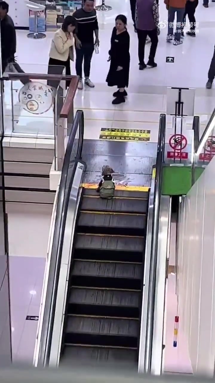 商场遛狗不牵绳子，被卡在电梯处，狗主人不知去向