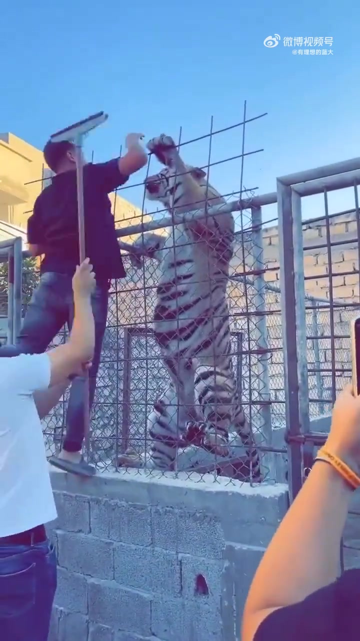老虎越狱，工作人员正在制止
