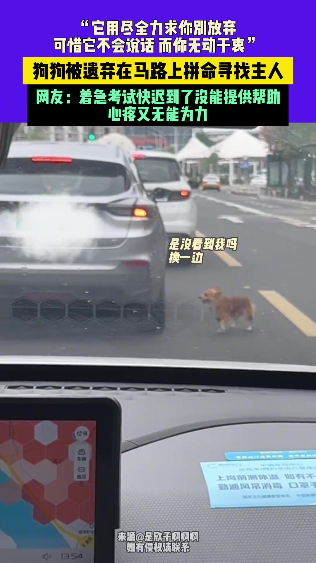 狗狗被遗弃在马路上拼命寻找主人