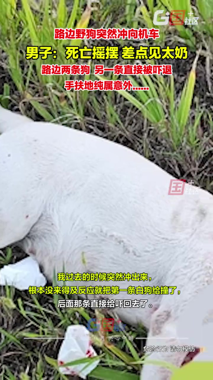 路边野狗突然冲出，正常行驶的机车男被吓坏