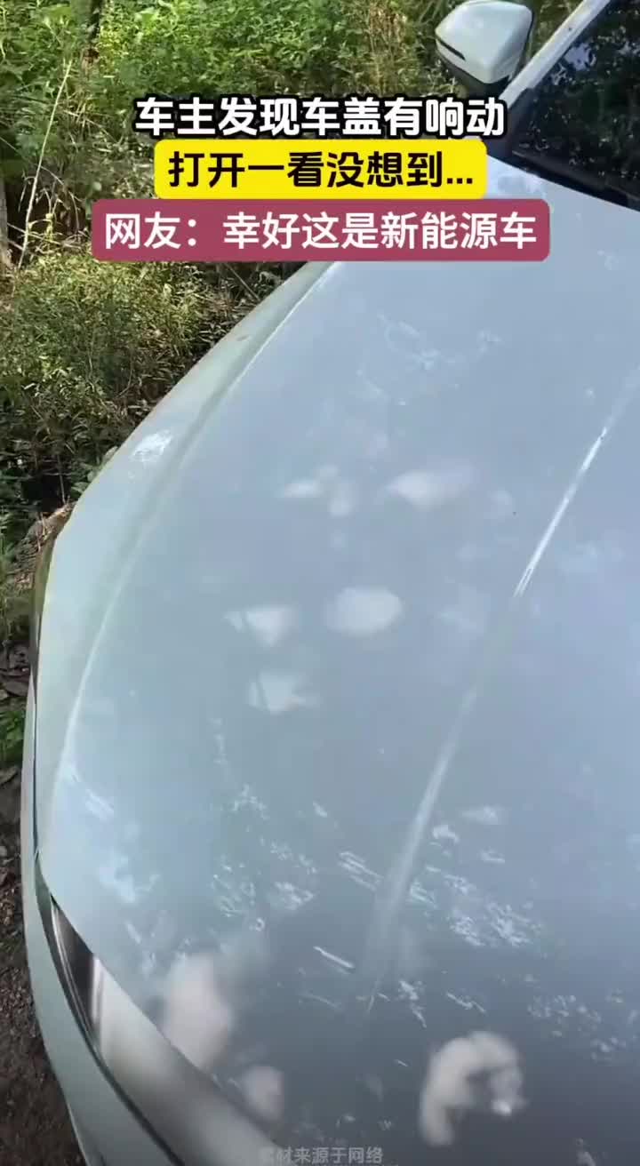 车主发现机盖里面有异响，打开一看没想到