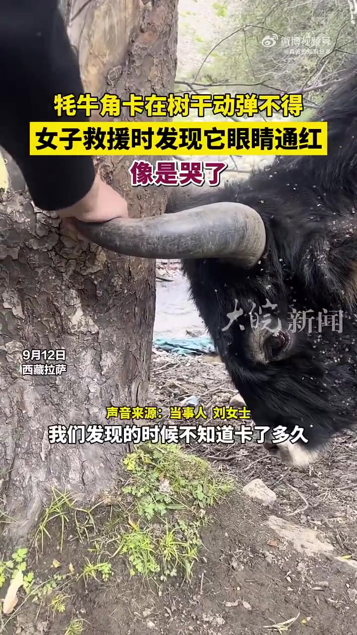 牦牛角卡在树干动弹不得，好心女子最后救援成功