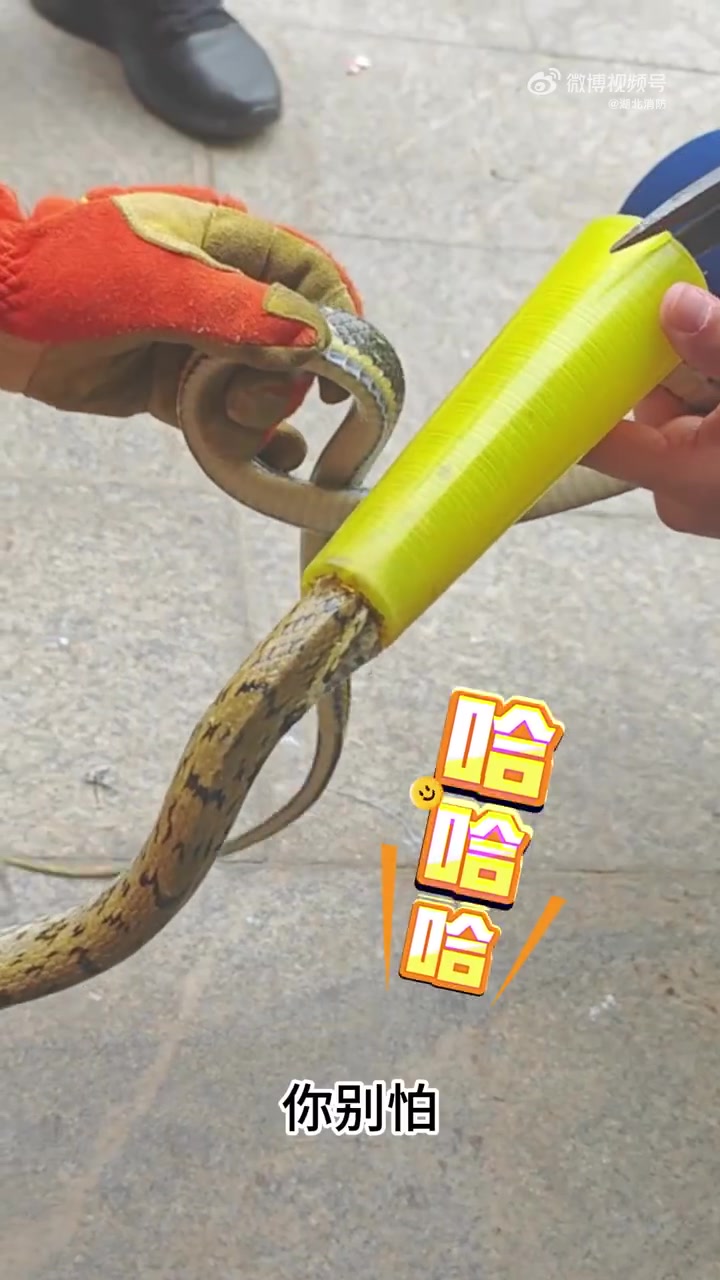 有洞就钻消防员从塑料管内救出了条蛇蛇！