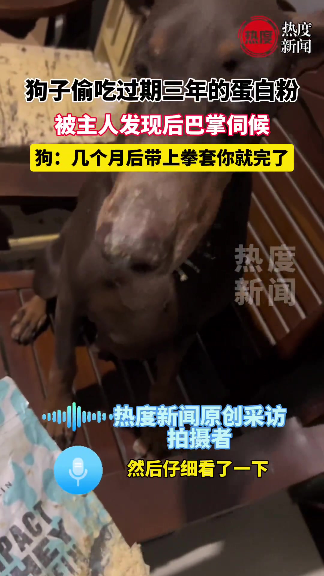 狗子偷吃过期三年的蛋白粉，被主人发现后巴掌伺候